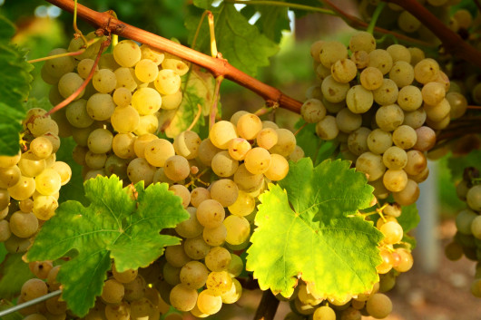 ერთდღიანი ღვინის ტური აღმოსავლეთ საქართველოში